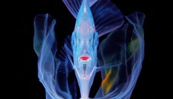 Plettede Desmodema aka Polka Dot Ribbonfish — en skønhed fra dybet