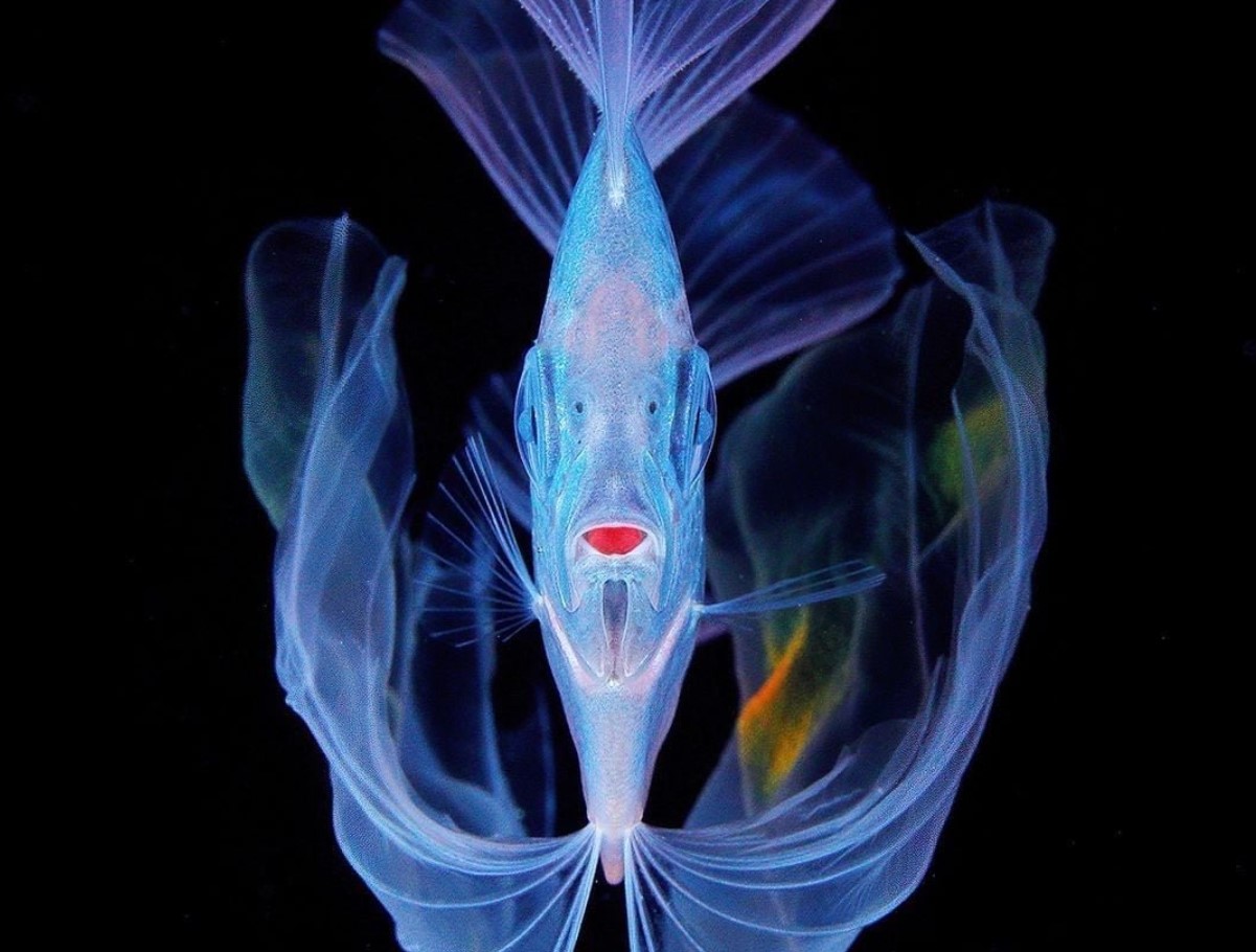 Plettede Desmodema aka Polka Dot Ribbonfish — en skønhed fra dybet