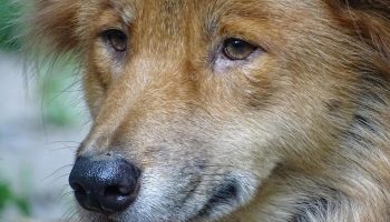 Den vilde australske hund Dingo. Australierne er stadig panisk bange for dem