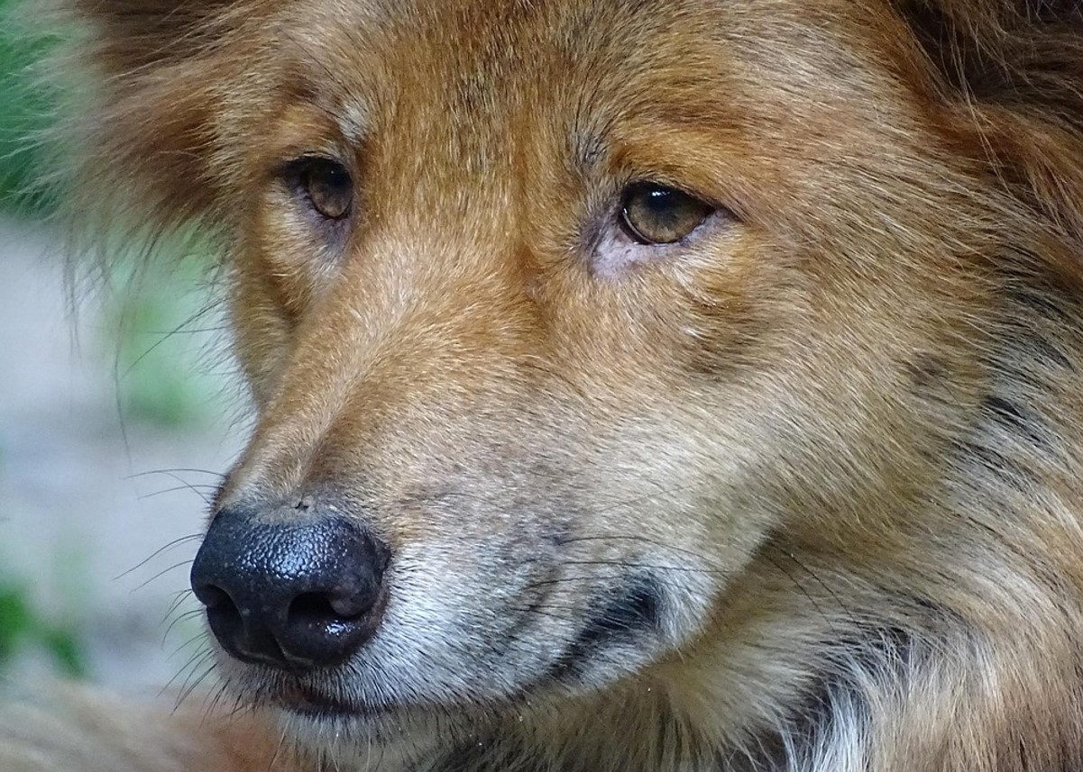 Den vilde australske hund Dingo. Australierne er stadig panisk bange for dem
