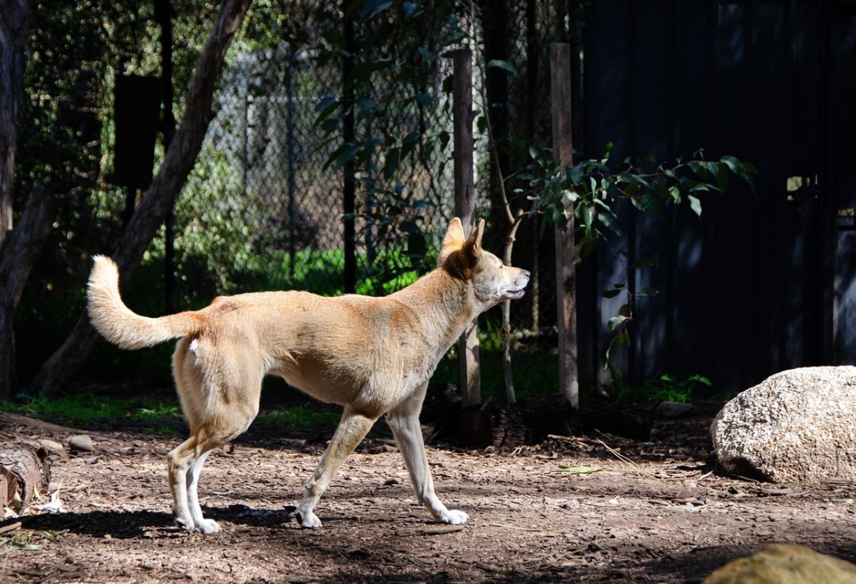 Den vilde australske hund Dingo. Australierne er stadig panisk bange for dem