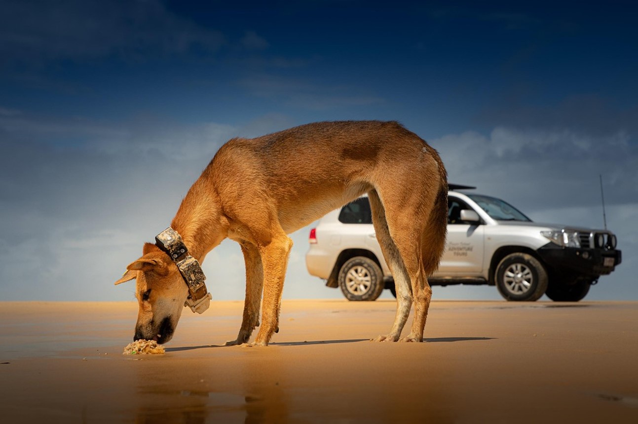 Den vilde australske hund Dingo. Australierne er stadig panisk bange for dem
