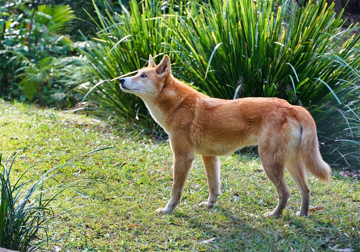 Den vilde australske hund Dingo. Australierne er stadig panisk bange for dem