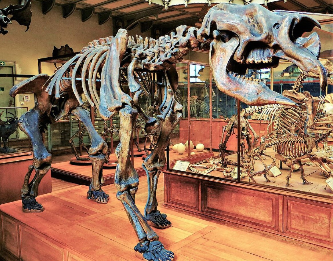 Diprotodon optatum: Jordens største pungdyr