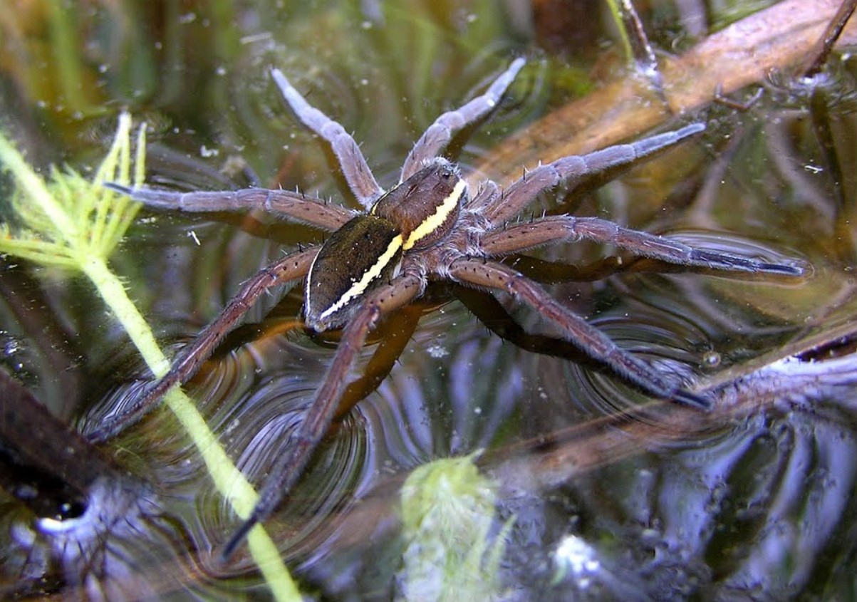 Dolomedes plantarius
