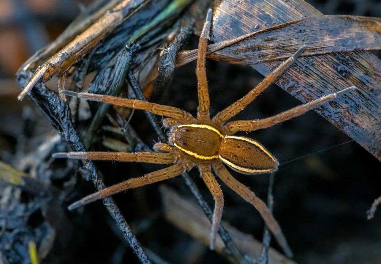 Dolomedes plantarius