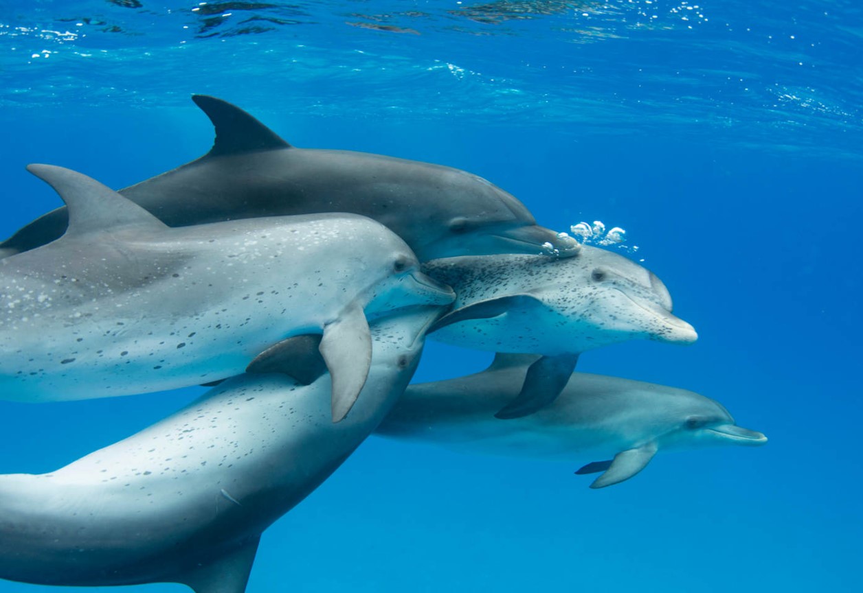 Dialog med dyr bliver virkelighed: DolphinGemma-projektet