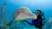 Dialog med dyr bliver virkelighed: DolphinGemma-projektet
