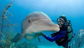 Dialog med dyr bliver virkelighed: DolphinGemma-projektet