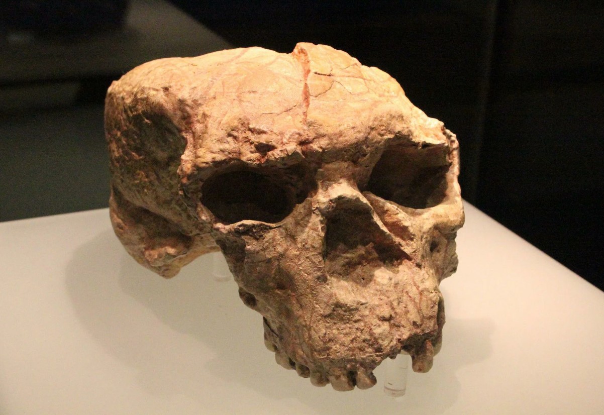 Mysteriet om 'dragemennesket' er løst: forskere har bevist, at det er en af de nærmeste slægtninge til Homo sapiens