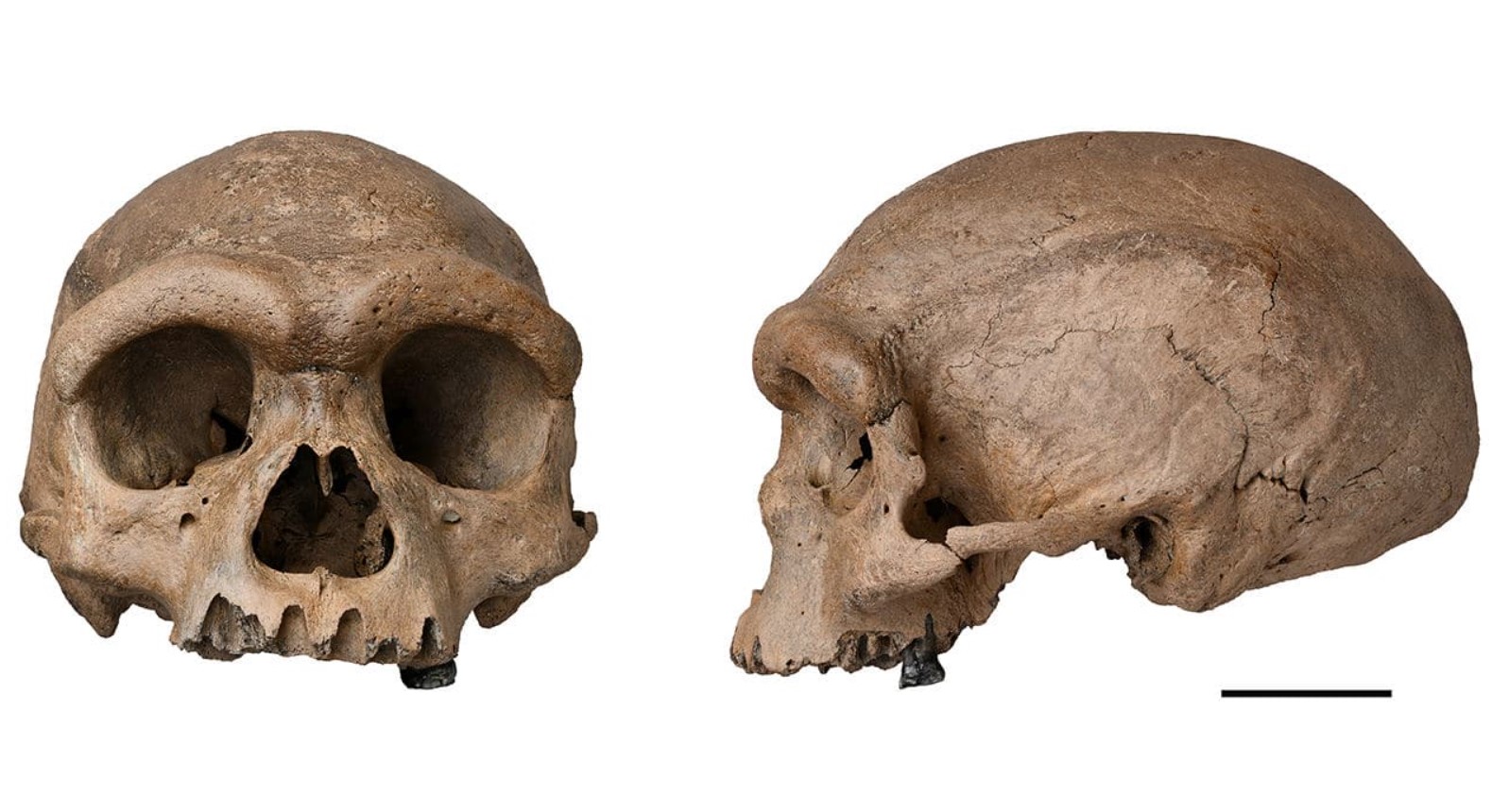 Mysteriet om 'dragemennesket' er løst: forskere har bevist, at det er en af de nærmeste slægtninge til Homo sapiens