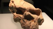 Mysteriet om 'dragemennesket' er løst: forskere har bevist, at det er en af de nærmeste slægtninge til Homo sapiens