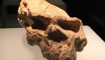 Mysteriet om 'dragemennesket' er løst: forskere har bevist, at det er en af de nærmeste slægtninge til Homo sapiens