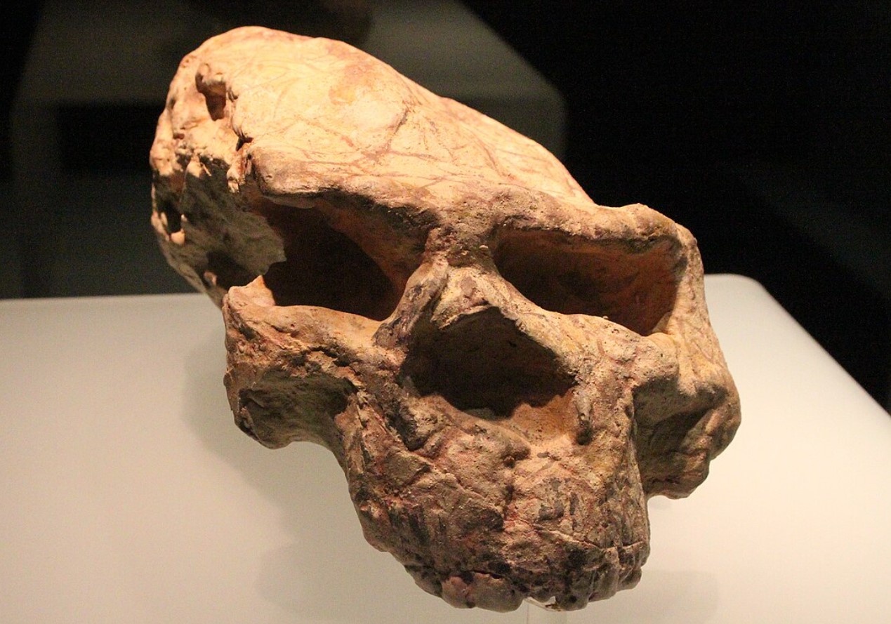 Mysteriet om 'dragemennesket' er løst: forskere har bevist, at det er en af de nærmeste slægtninge til Homo sapiens