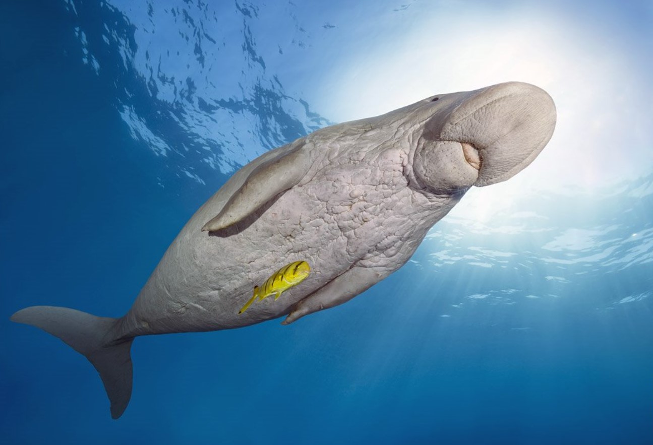 Dugong dugon