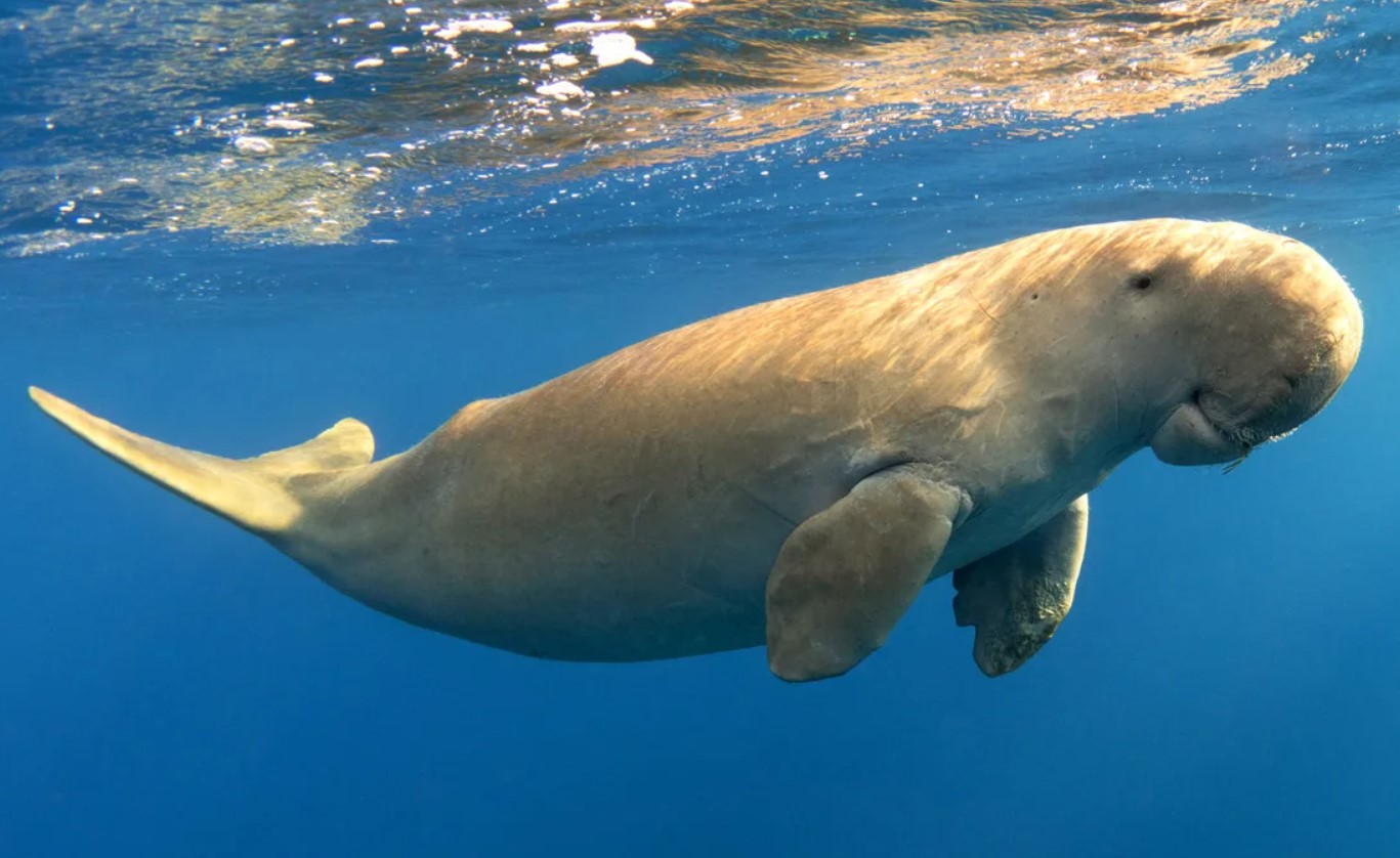 Dugong dugon