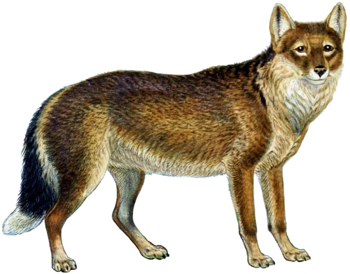 Dusicyon australis