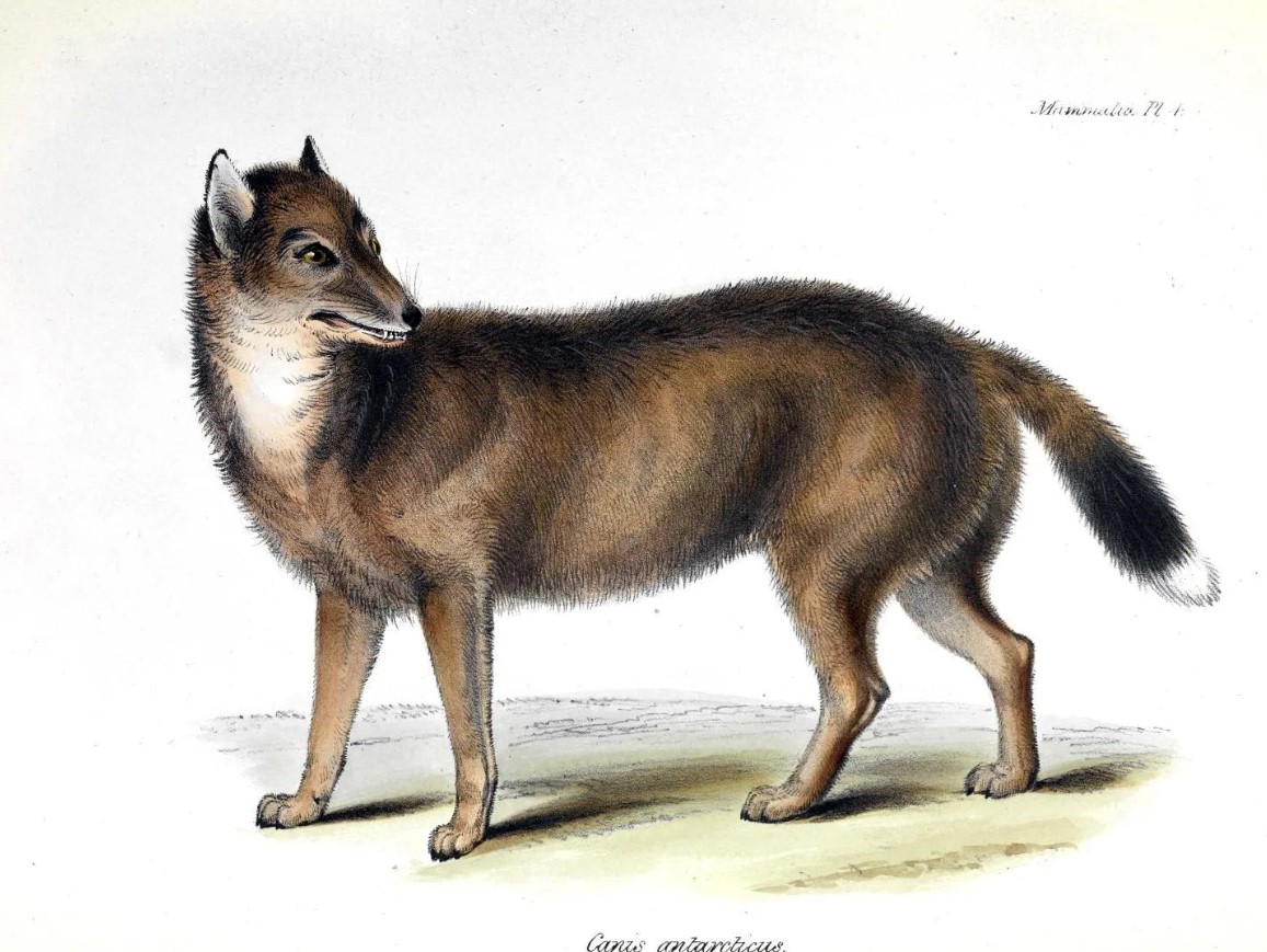 Dusicyon australis