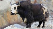 Dzo: hybrider, der er perfekt skabt til livet på Jordens højeste bjerge