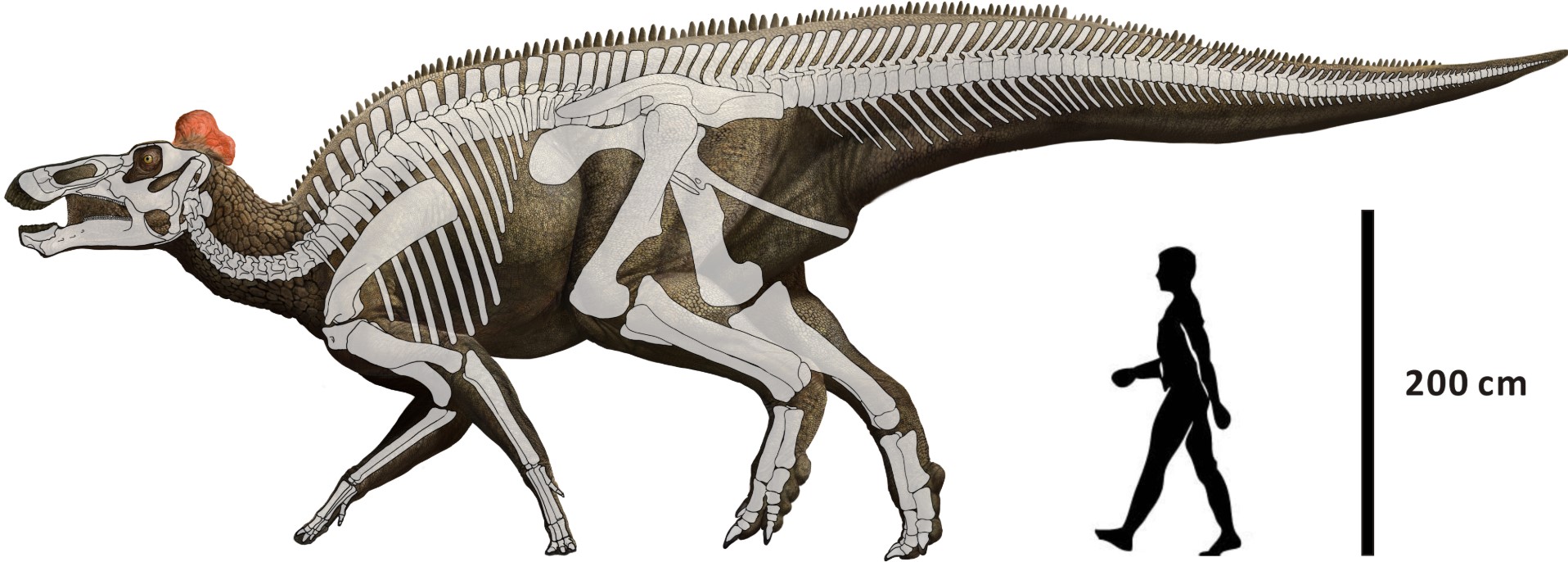 Palæontologer: ny metode kan ændre vores billede af dinosaurernes udseende
