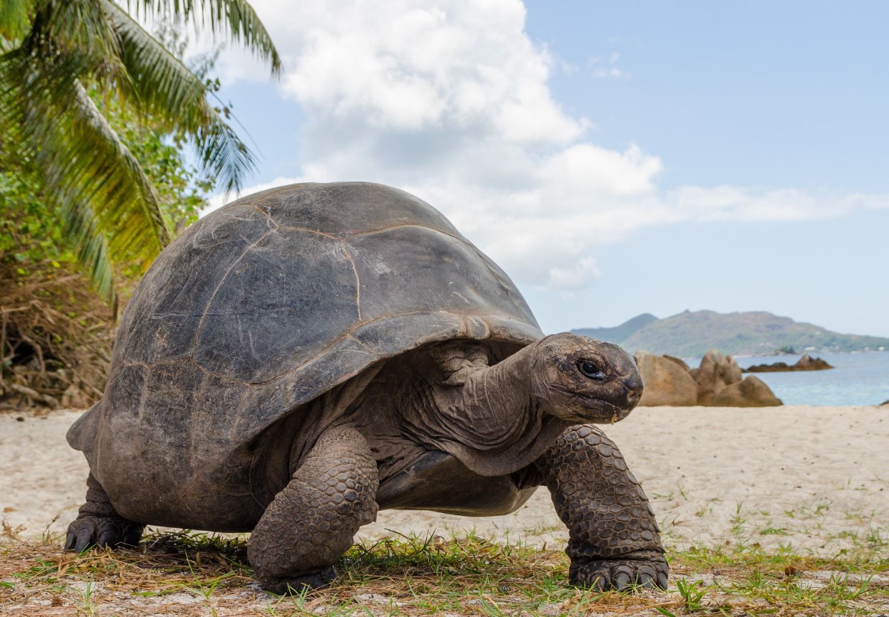 Elefantskildpadde