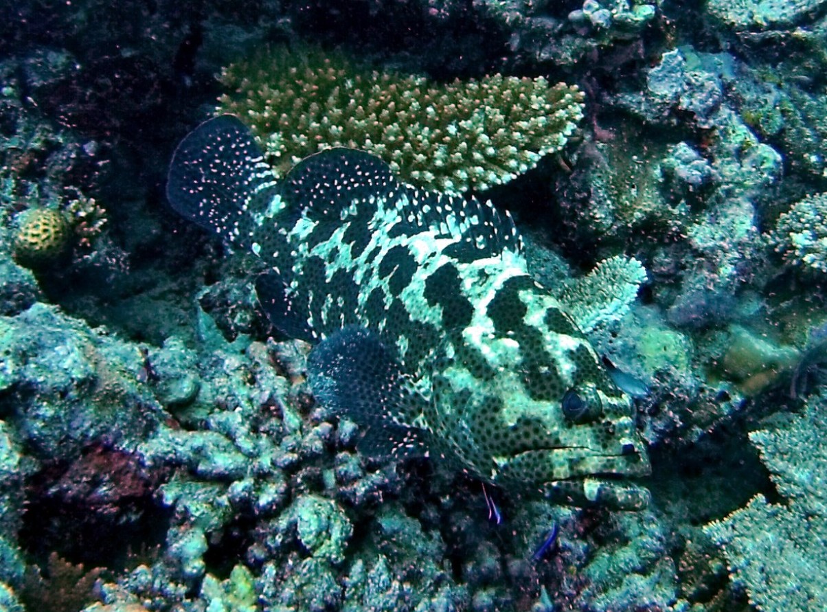 Epinephelus polyphekadion