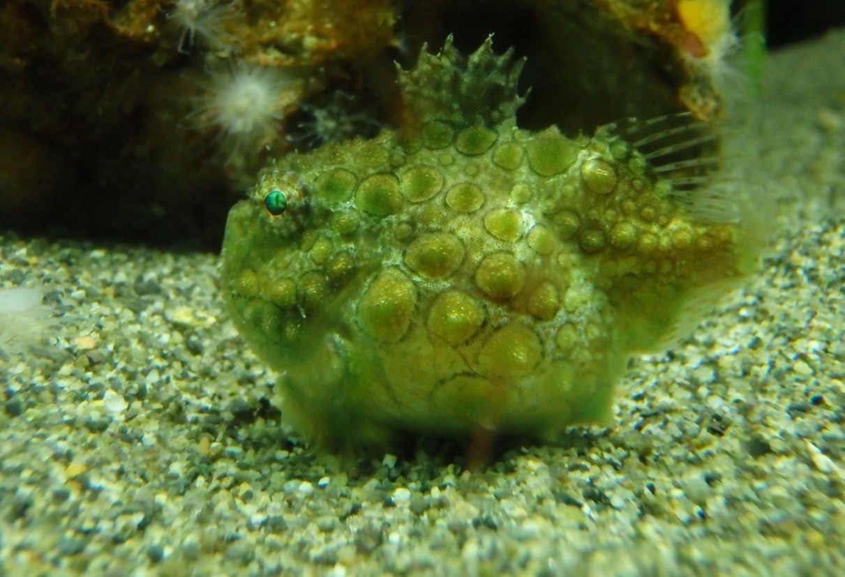 Eumicrotremus orbis