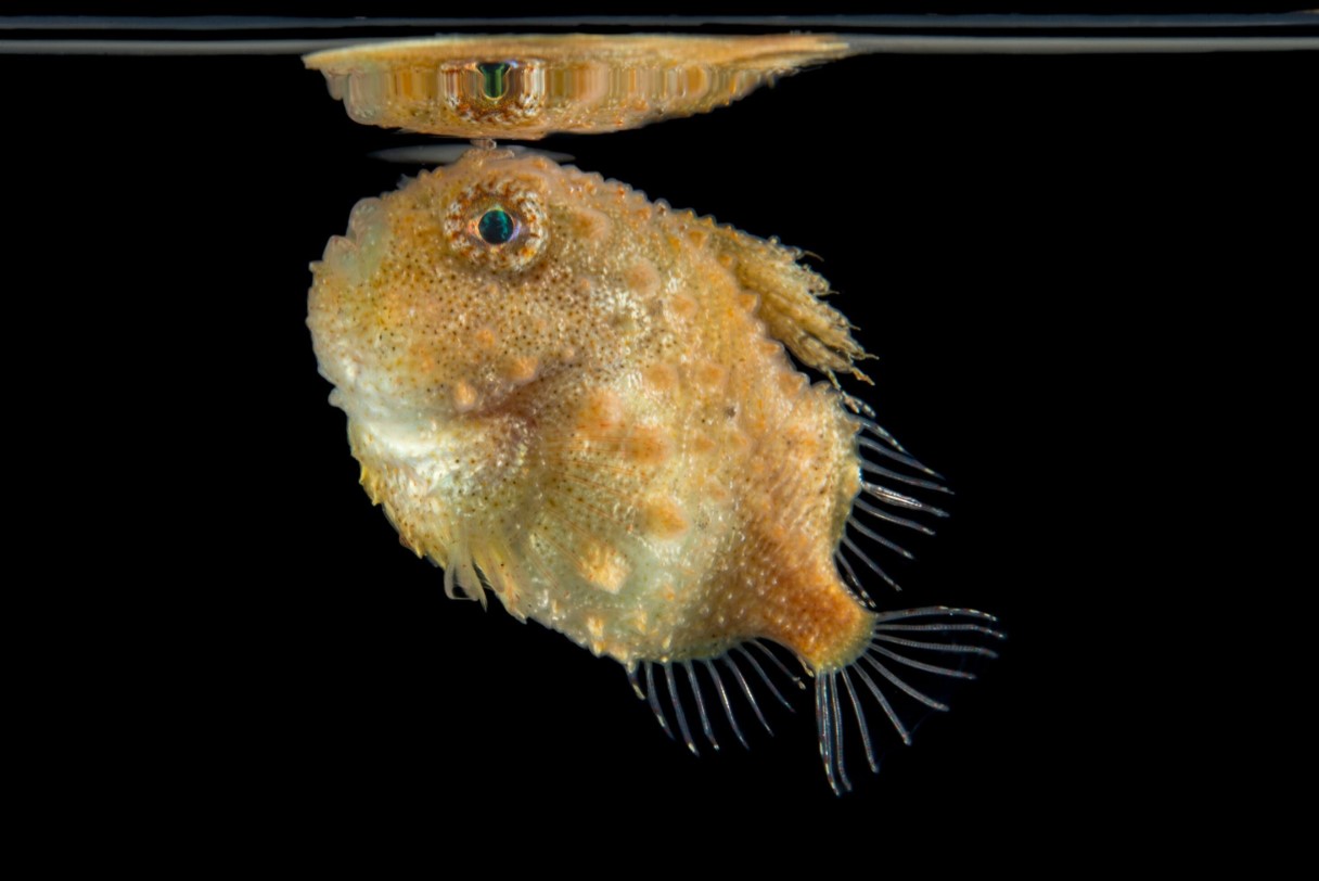 Eumicrotremus orbis