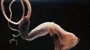 Eurypharynx pelecanoides