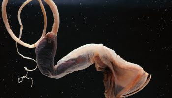 Eurypharynx pelecanoides