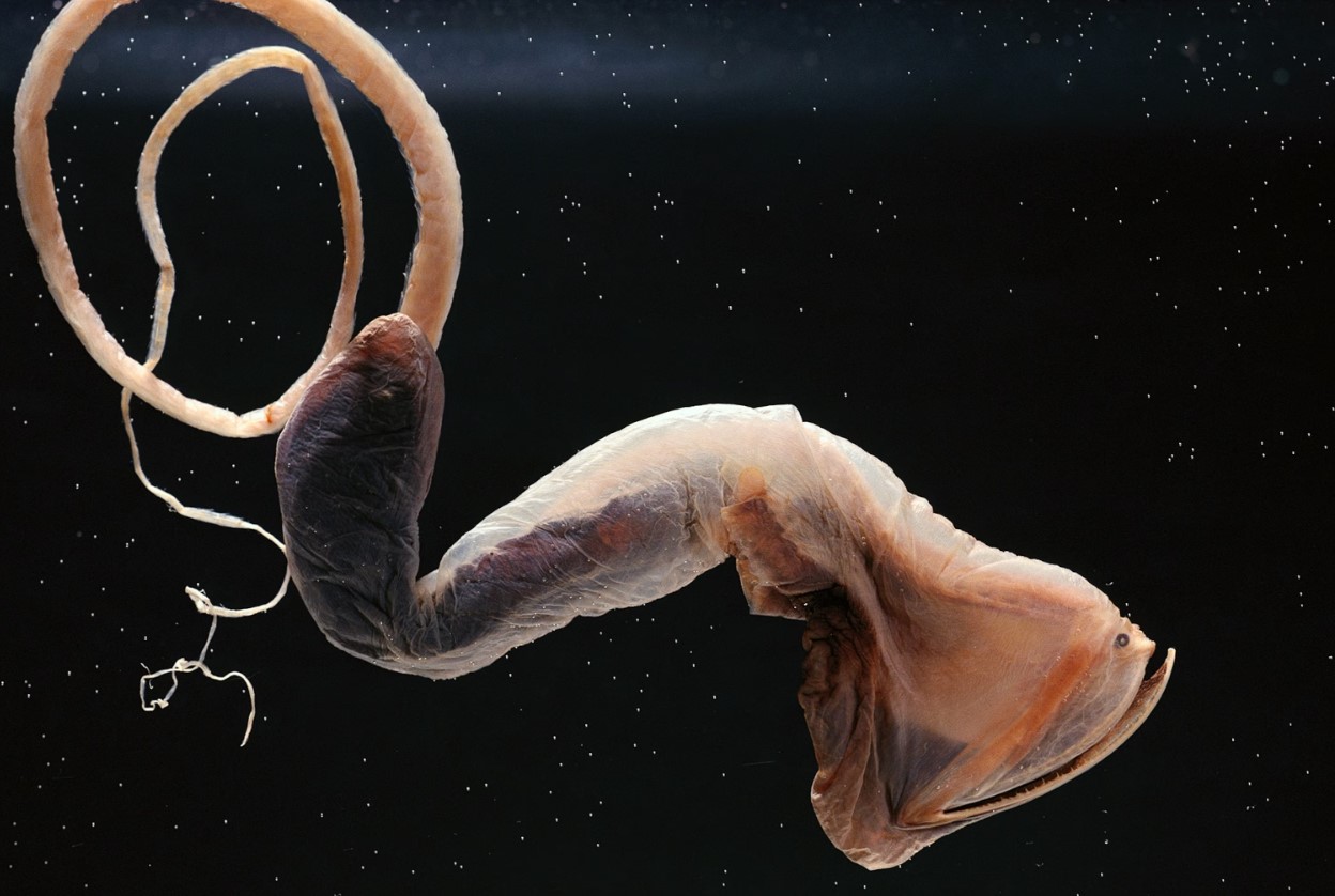 Eurypharynx pelecanoides