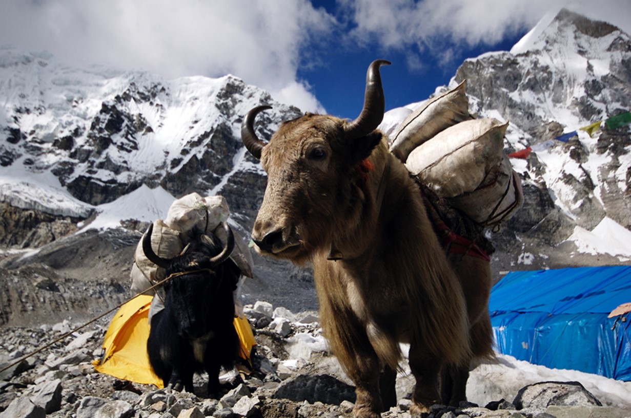 Hvem bor på det højeste bjerg, Everest?