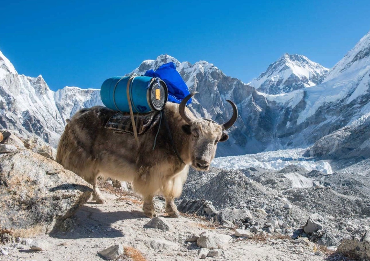 Hvem bor på det højeste bjerg, Everest?