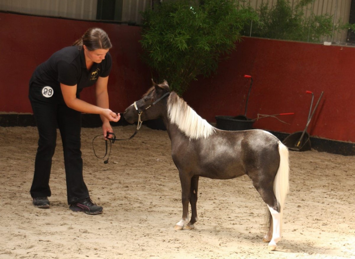 Falabella – den mindste hesterace
