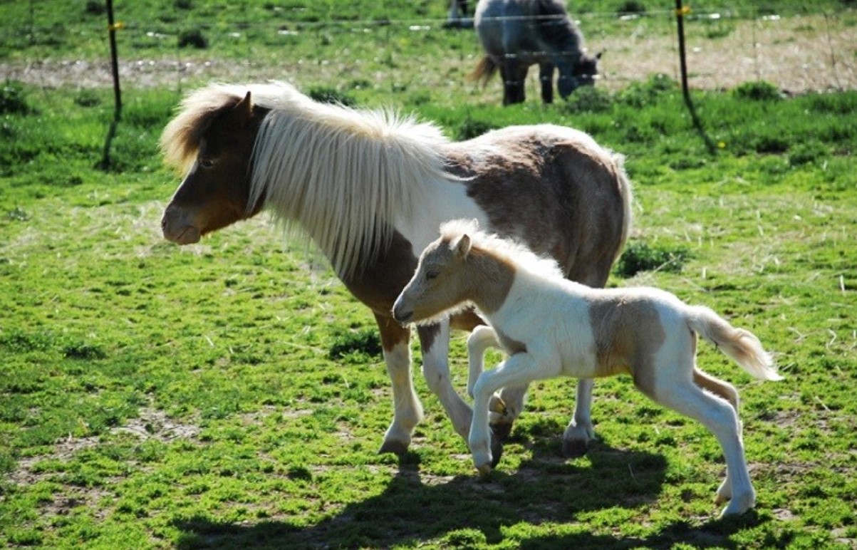 Falabella – den mindste hesterace