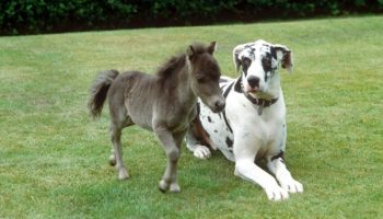 Falabella – den mindste hesterace