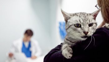 Finlands katte går fallit: ejerne tager deres kæledyr med til udlandet for at få behandling
