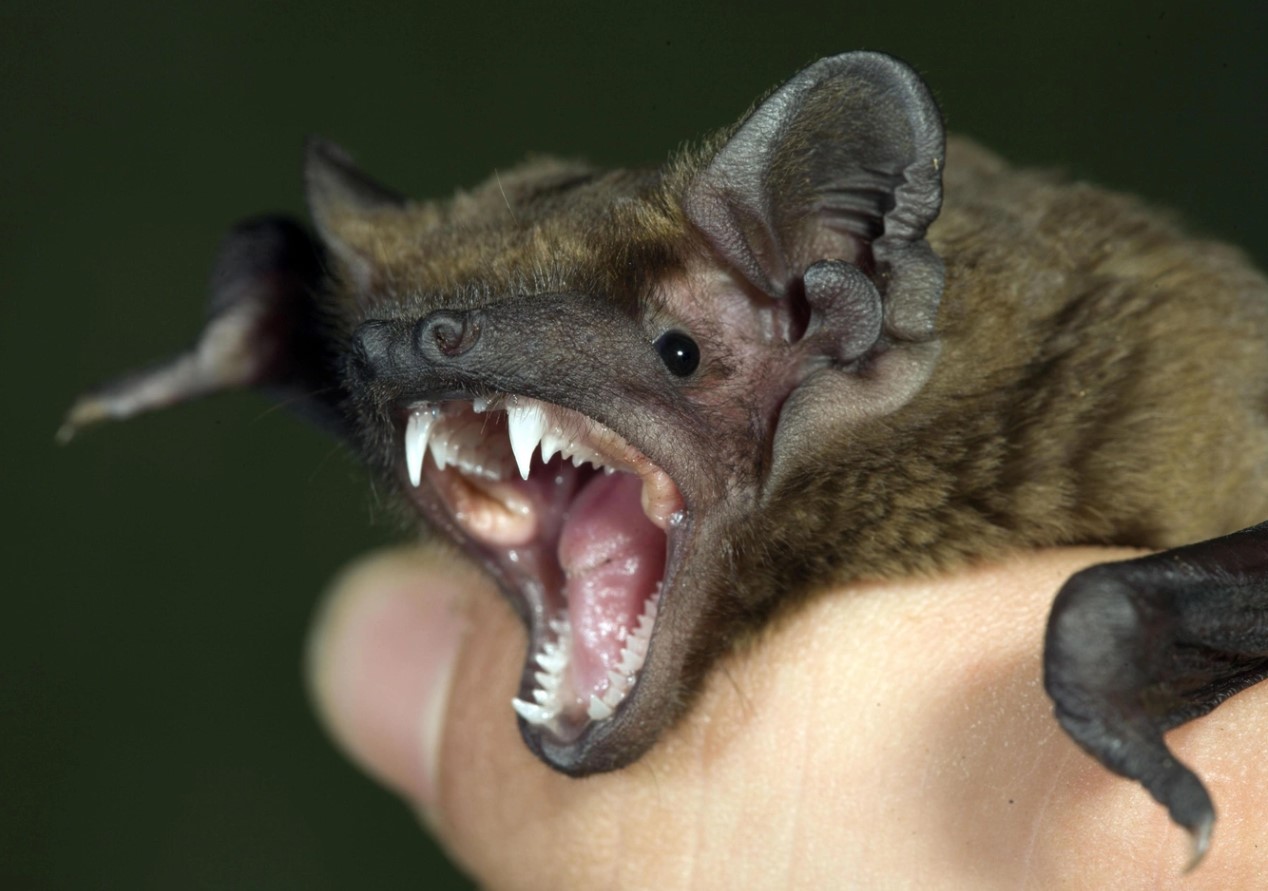 Flagermus med rabies fundet i børnehave