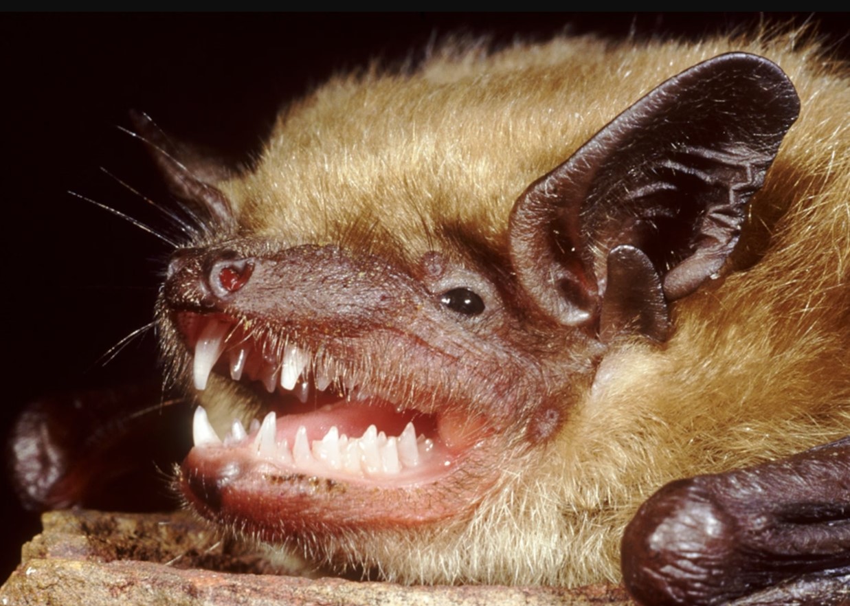 Flagermus med rabies fundet i børnehave