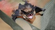 Flagermus med rabies fundet i børnehave