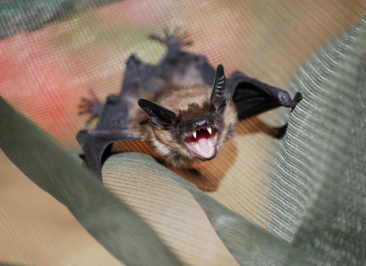 Flagermus med rabies fundet i børnehave