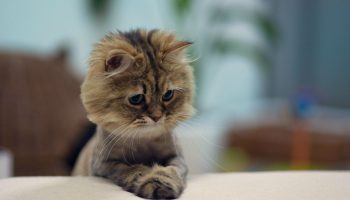 Føler katte skyld eller anger?