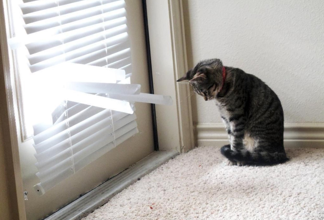 Føler katte skyld eller anger?