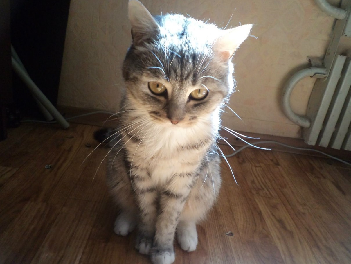 Føler katte skyld eller anger?