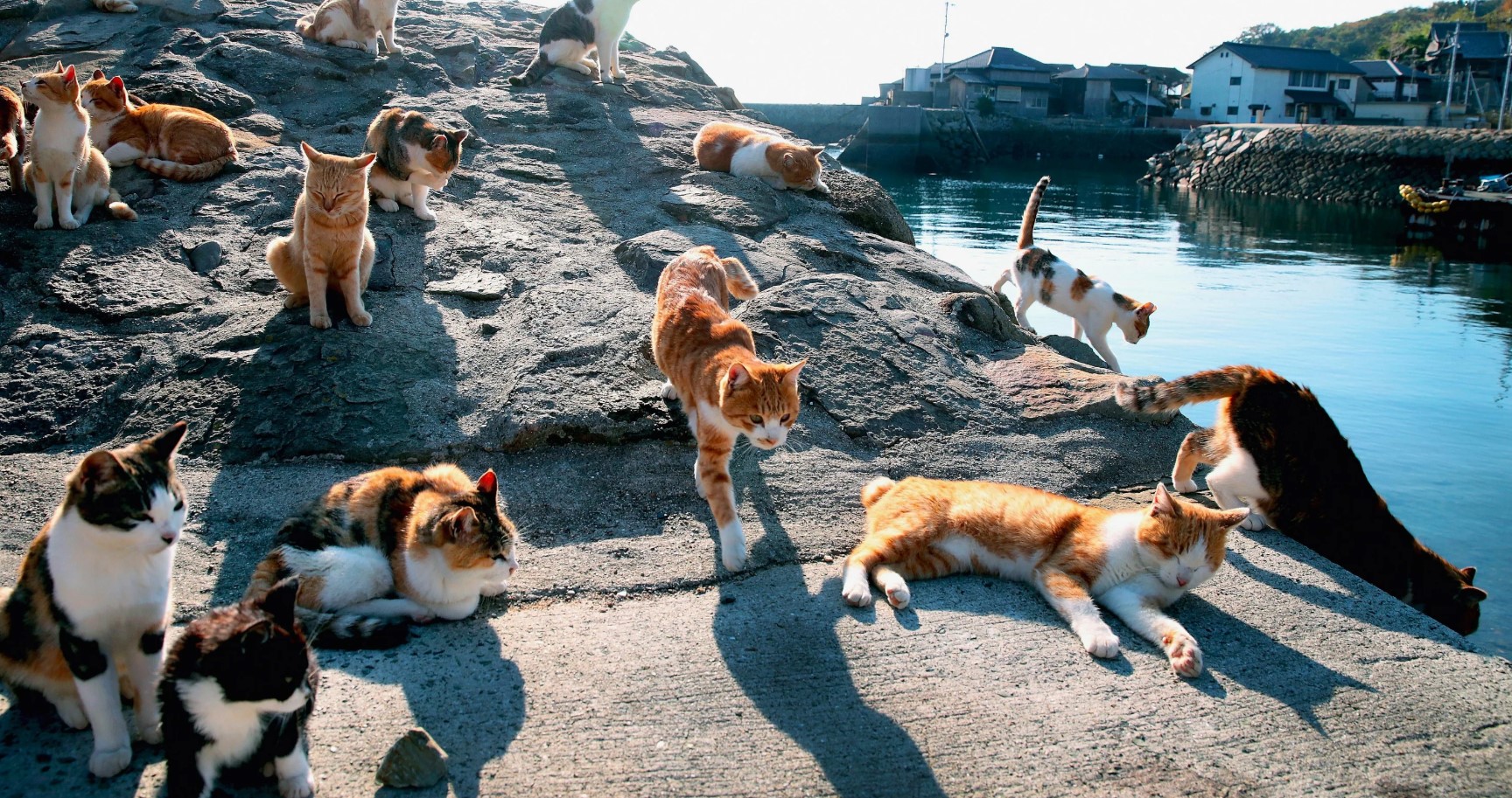 En ø med katte i Det Indiske Ocean gemmer på en fantastisk hemmelighed om deres overlevelse