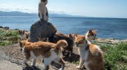 En ø med katte i Det Indiske Ocean gemmer på en fantastisk hemmelighed om deres overlevelse