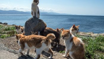 En ø med katte i Det Indiske Ocean gemmer på en fantastisk hemmelighed om deres overlevelse