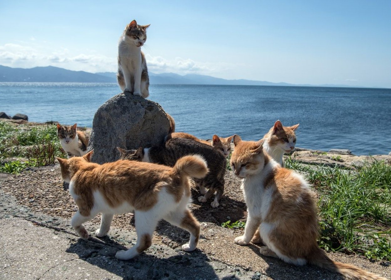 En ø med katte i Det Indiske Ocean gemmer på en fantastisk hemmelighed om deres overlevelse