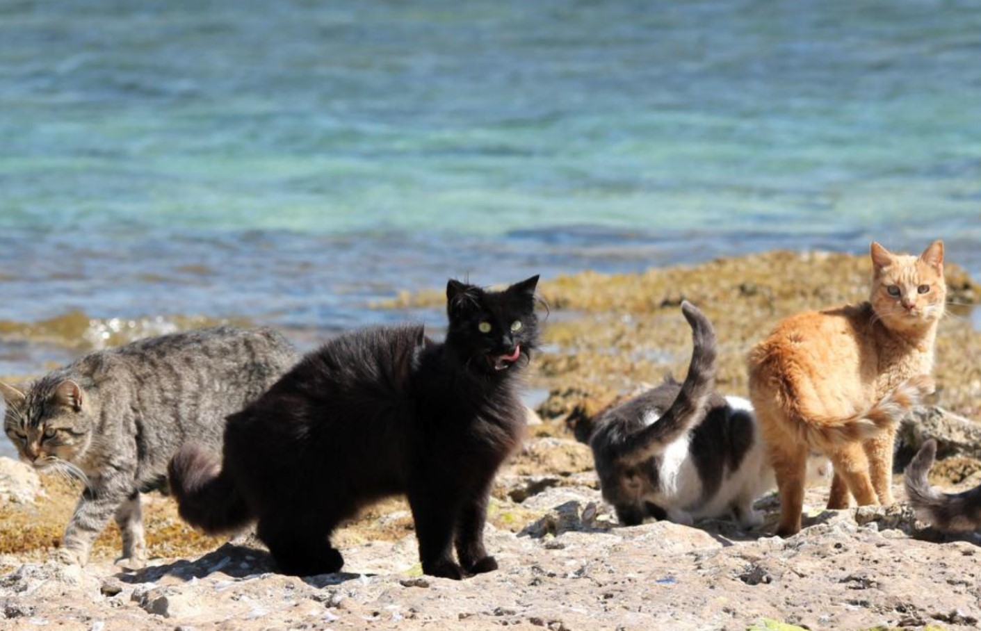 En ø med katte i Det Indiske Ocean gemmer på en fantastisk hemmelighed om deres overlevelse