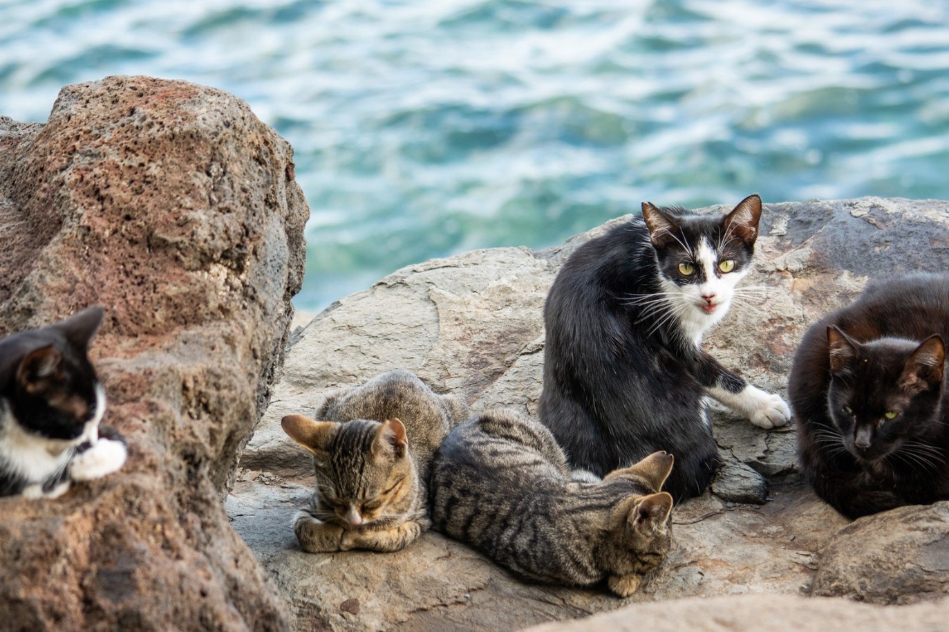 En ø med katte i Det Indiske Ocean gemmer på en fantastisk hemmelighed om deres overlevelse